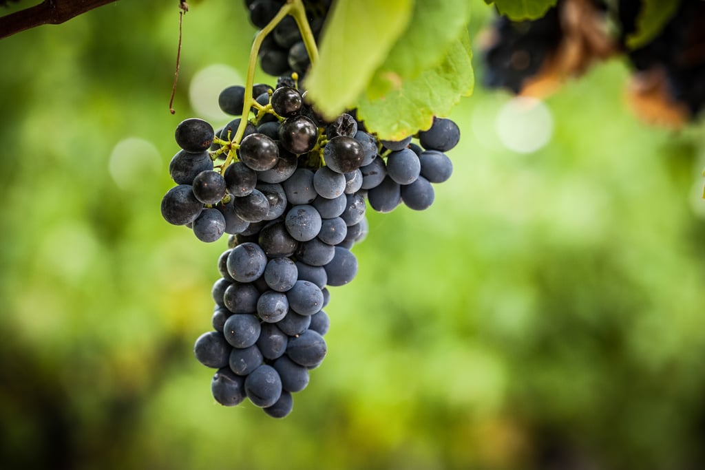 Pinot Noir Grapes in Yarra Valley Australia