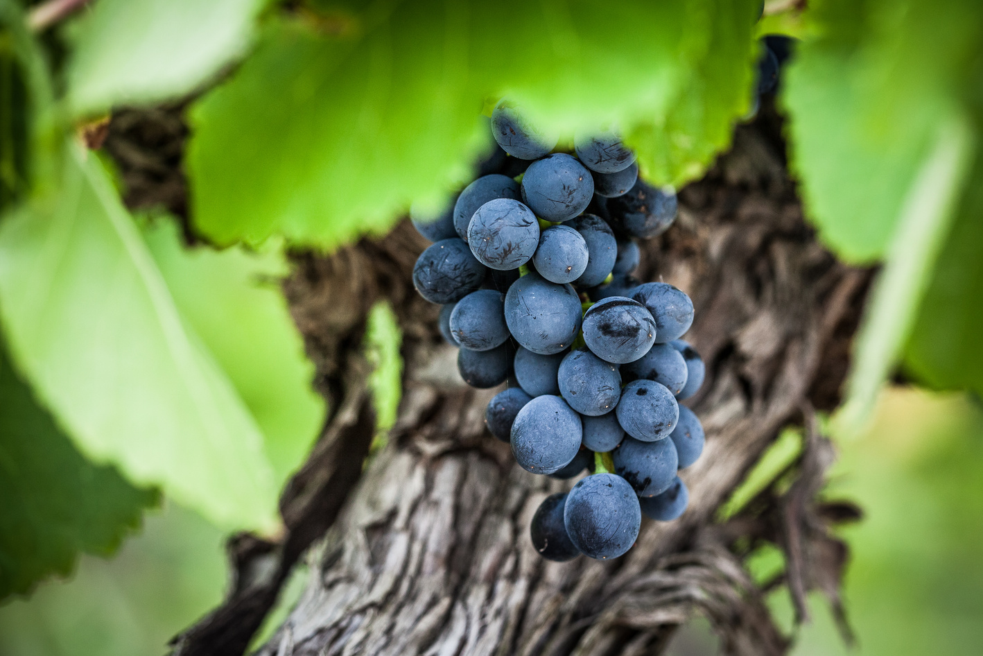 Pinot Noir Grapes in Yarra Valley Australia