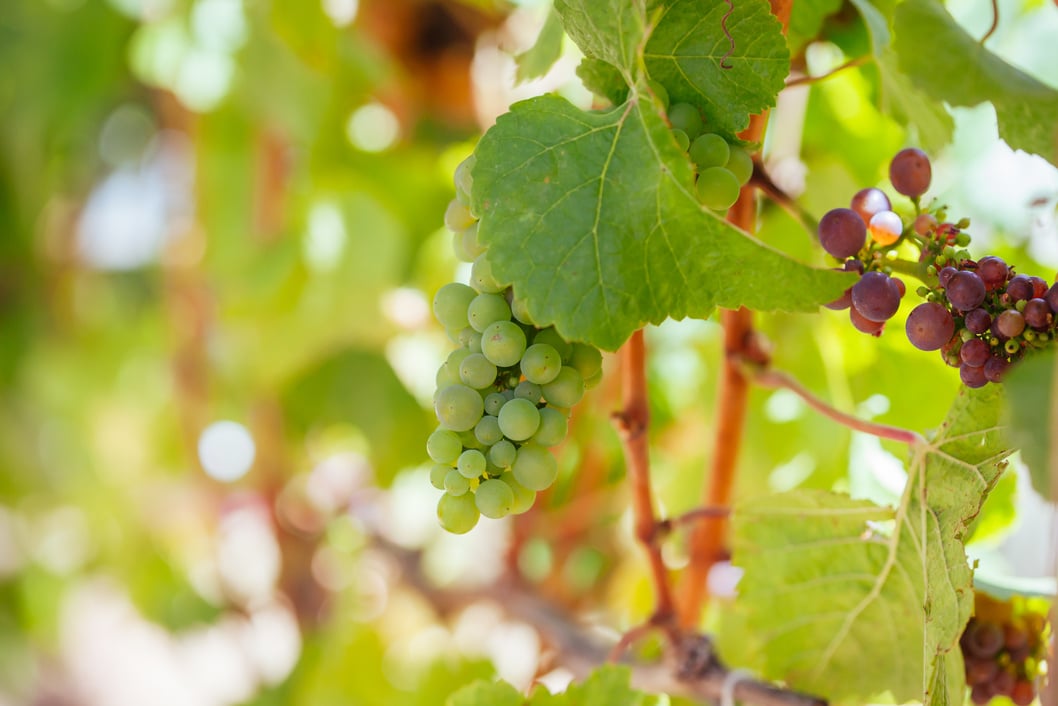 Mornington Peninsula Grapes in Australia