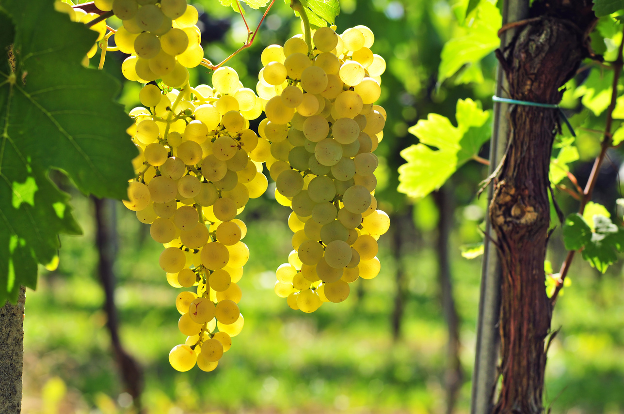 White Grapes